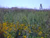HP wildflowers.jpg (61503 bytes)